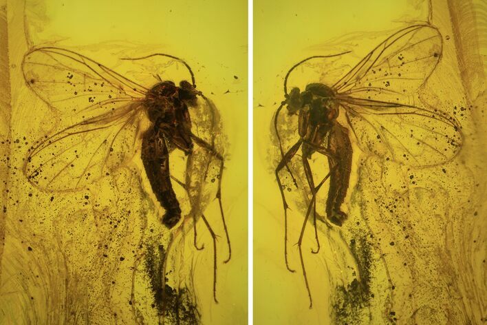 Detailed Fossil Flies (Diptera) In Baltic Amber #87245
